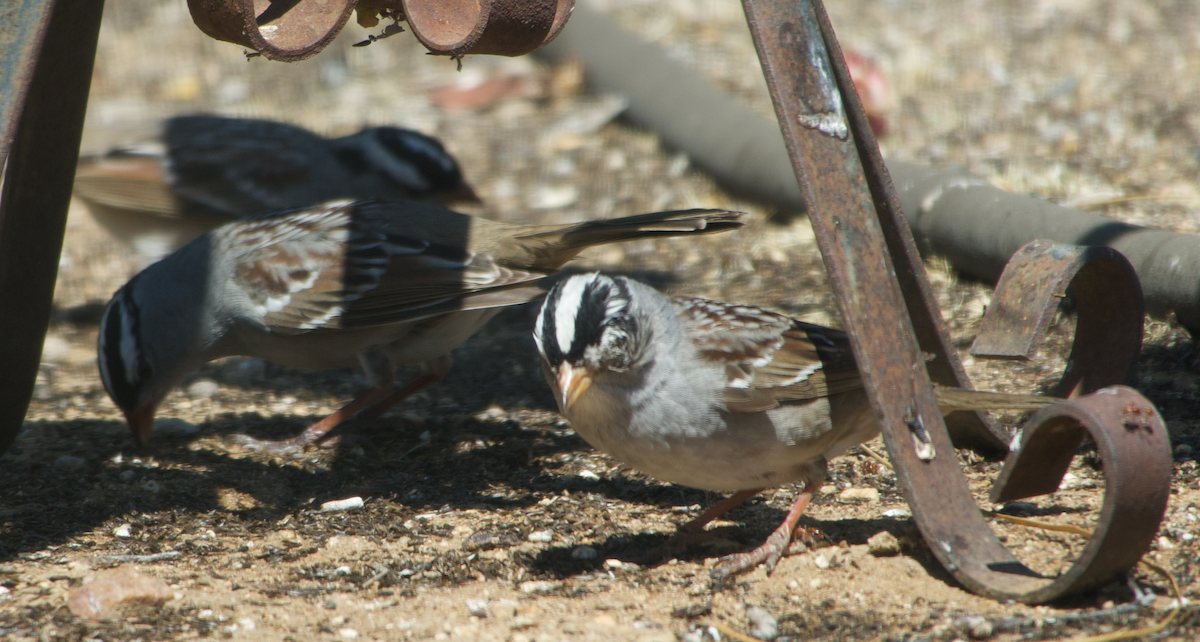 White-crowned Sparrow (Dark-lored) - ML618573135