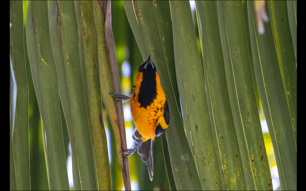 Spot-breasted Oriole - ML618573137