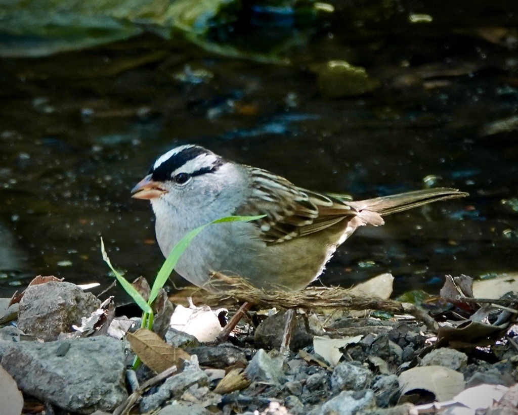 White-crowned Sparrow (Dark-lored) - ML618573162