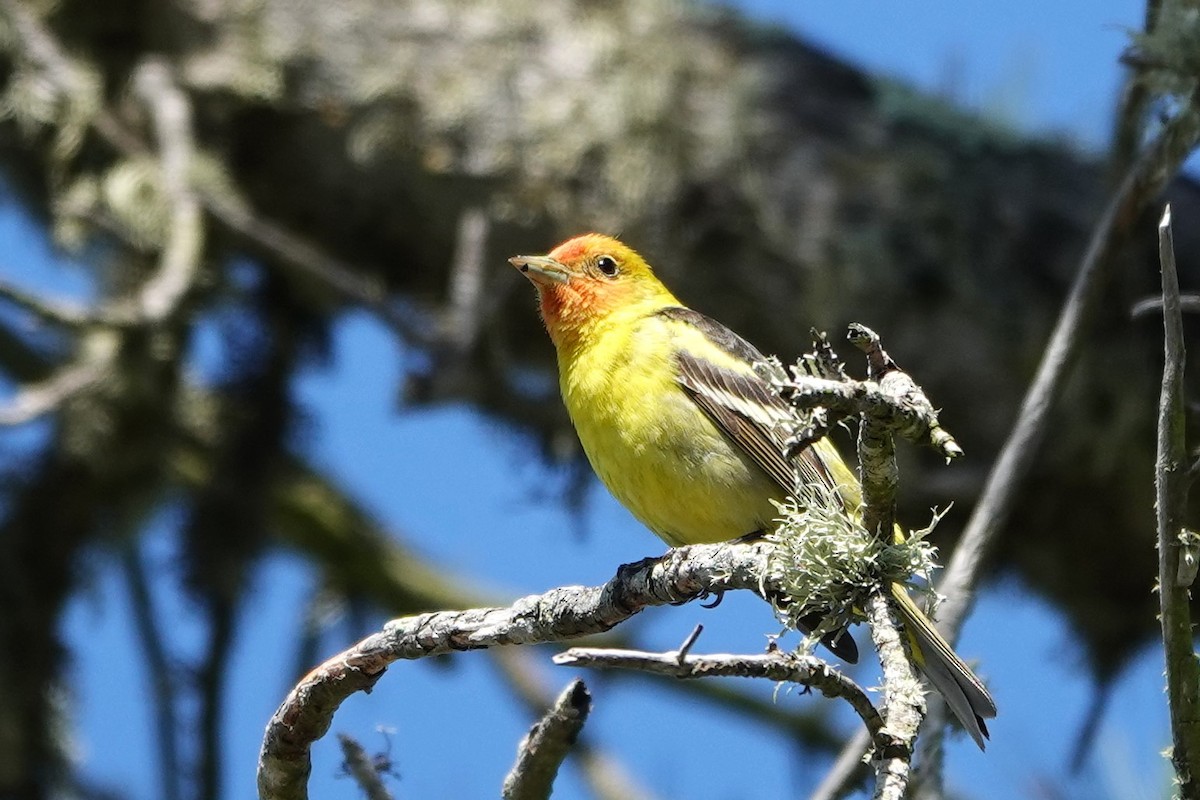 Western Tanager - ML618573173