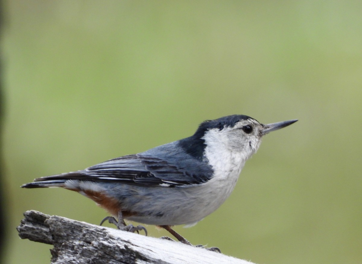 White-breasted Nuthatch - ML618573176