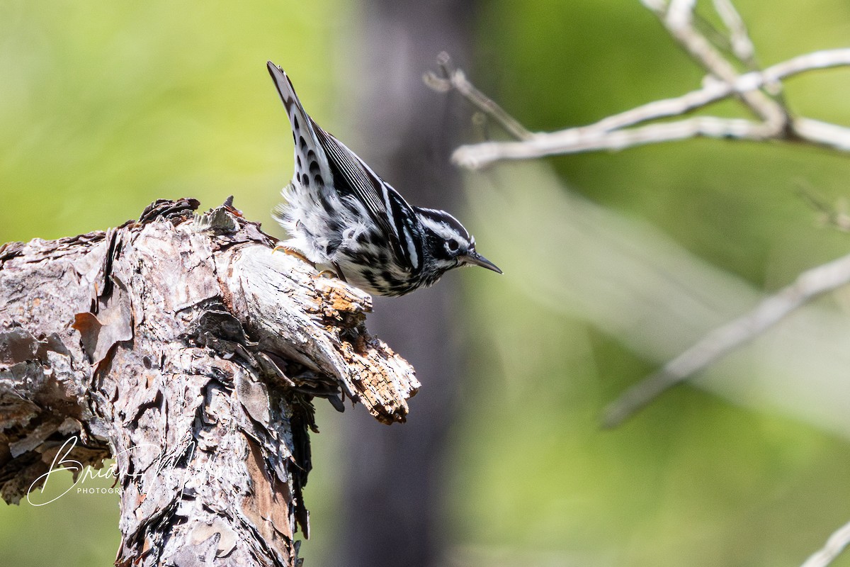 Black-and-white Warbler - ML618573179