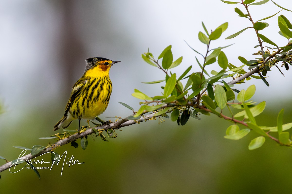 Cape May Warbler - ML618573218