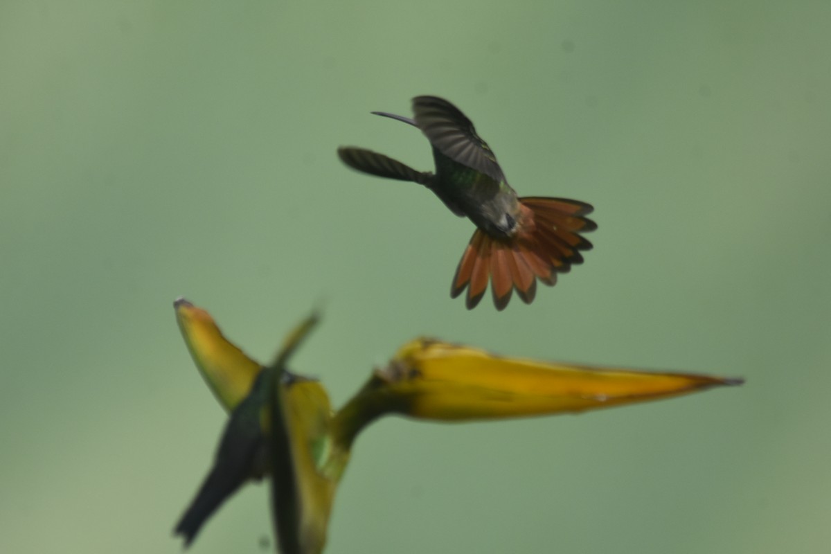 Rufous-tailed Hummingbird - ML618573235