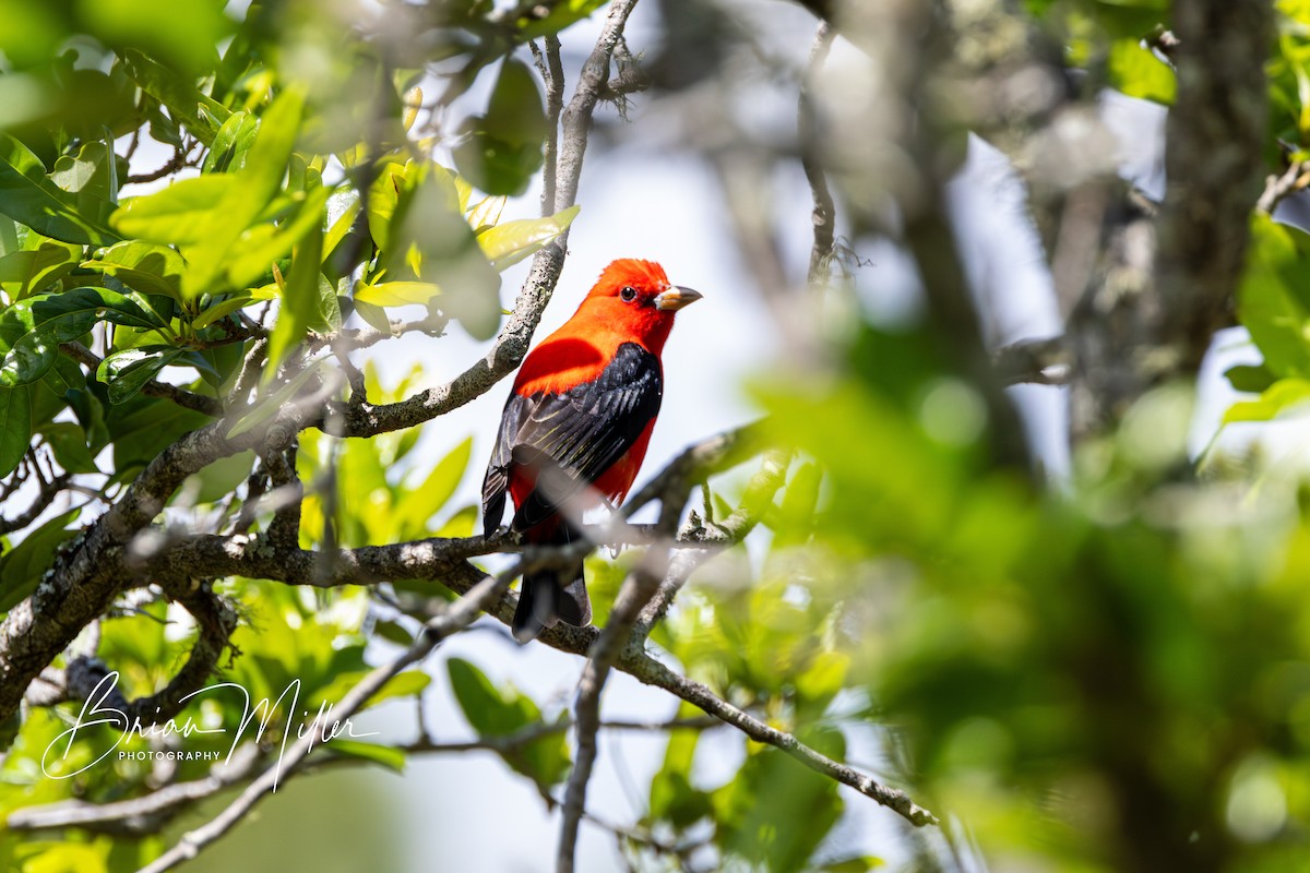 Scarlet Tanager - ML618573249