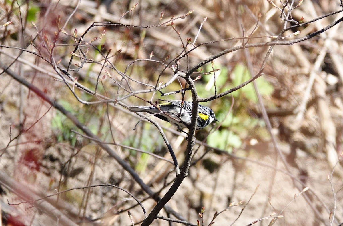 Yellow-rumped Warbler - ML618573267