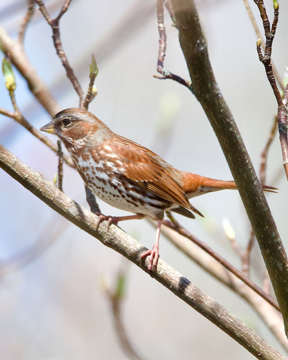 Fox Sparrow (Red) - ML618573278