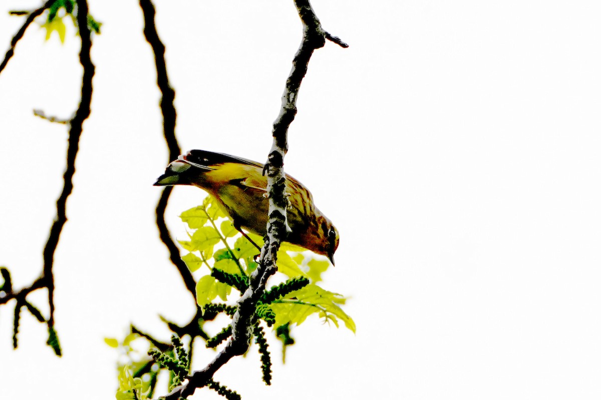 Cape May Warbler - ML618573300