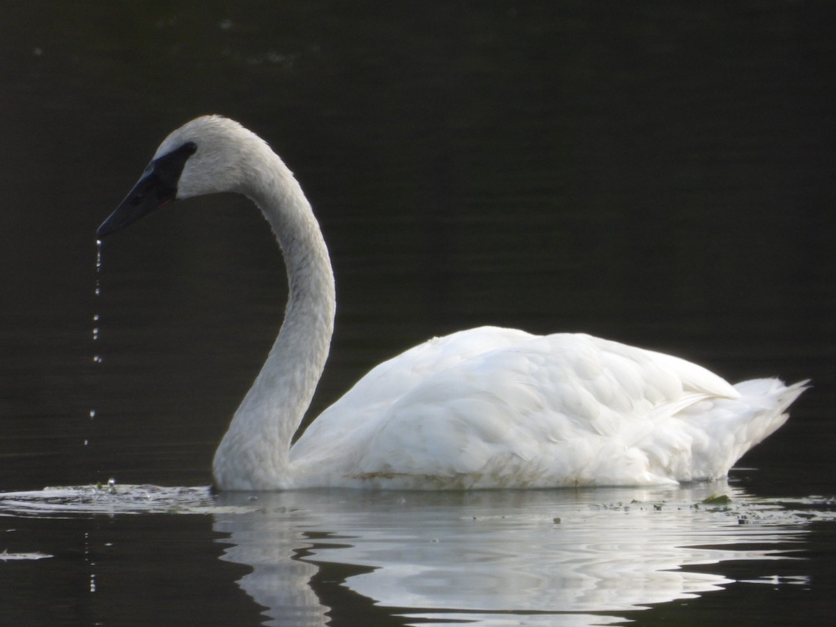 Trumpeter Swan - Andy Noyce