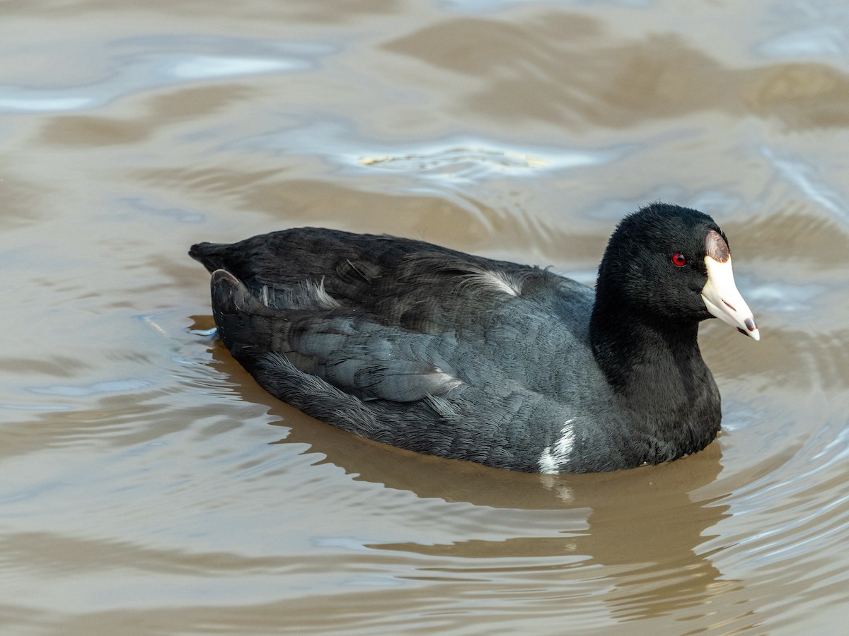 American Coot (Red-shielded) - ML618573364