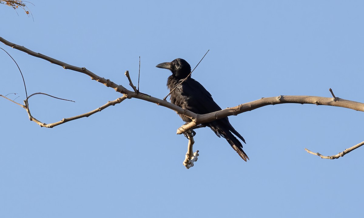 Large-billed Crow - Paul Fenwick