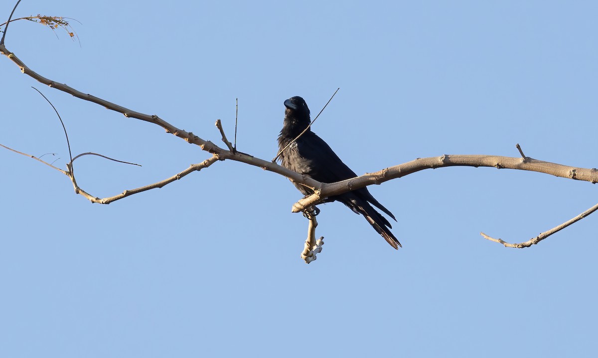 Large-billed Crow - ML618573389