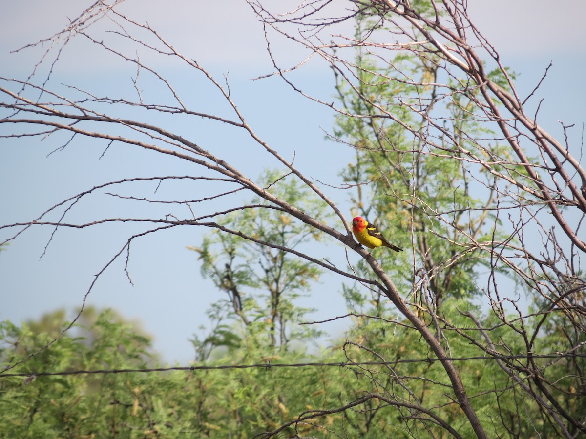 Western Tanager - ML618573417