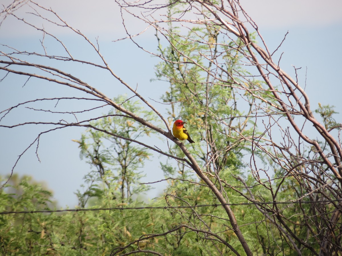 Western Tanager - ML618573430