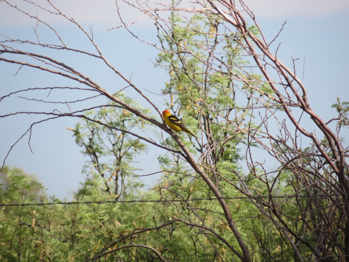 Western Tanager - ML618573434
