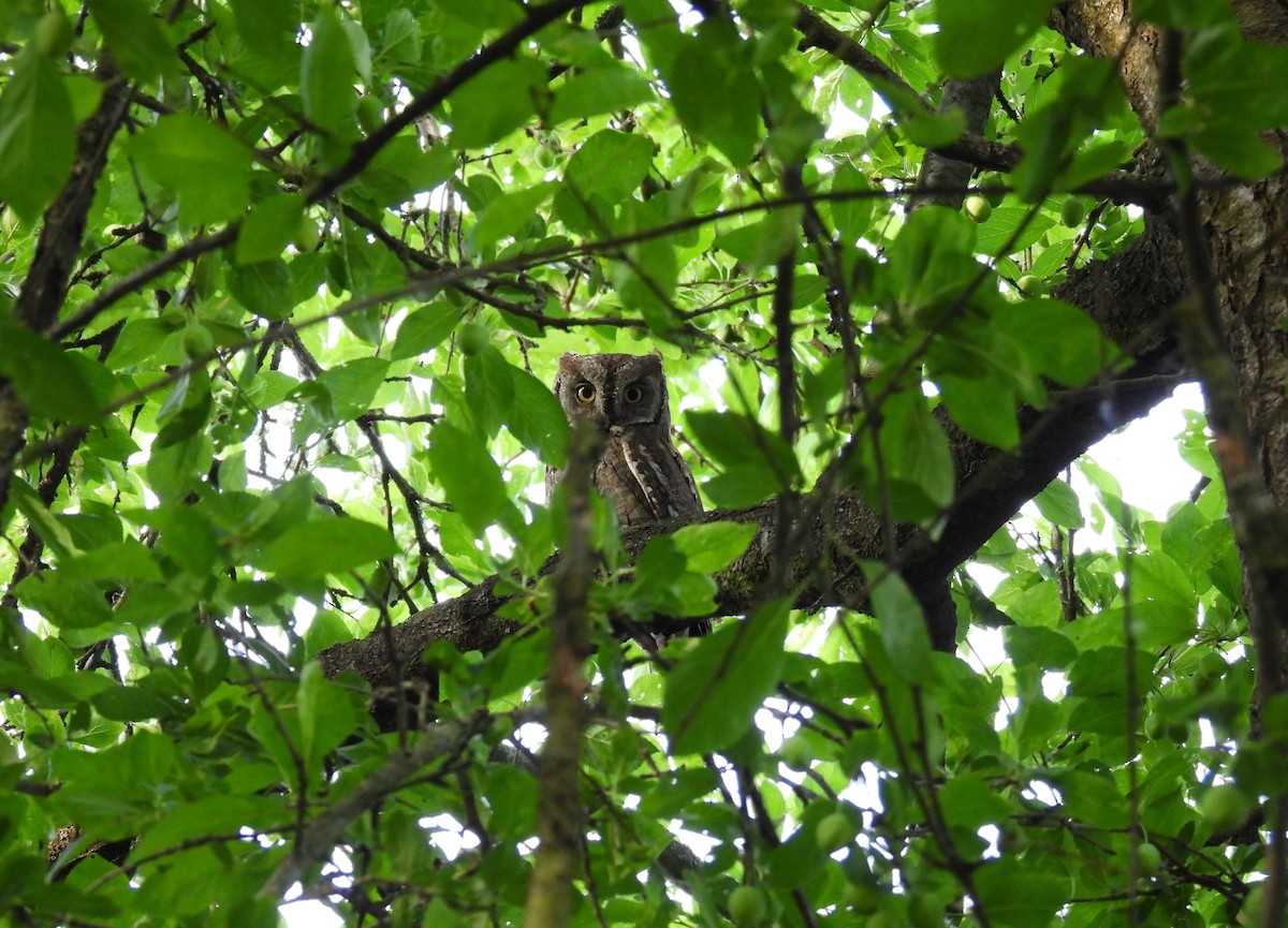 Eurasian Scops-Owl - ML618573449