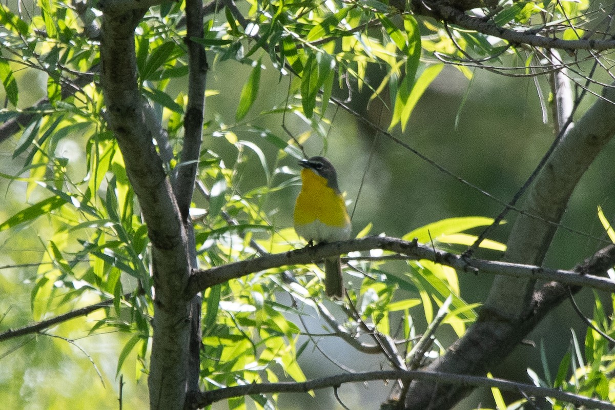 Yellow-breasted Chat - ML618573455