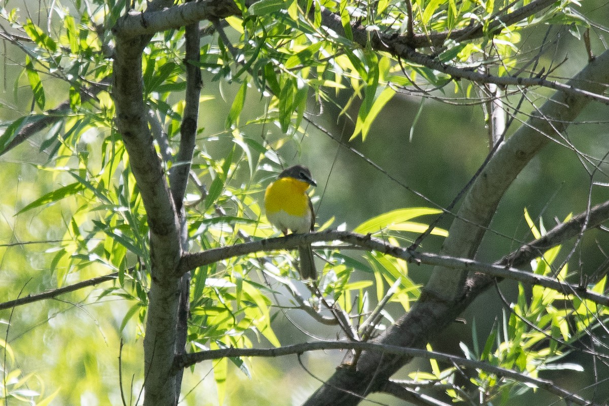 Yellow-breasted Chat - ML618573458