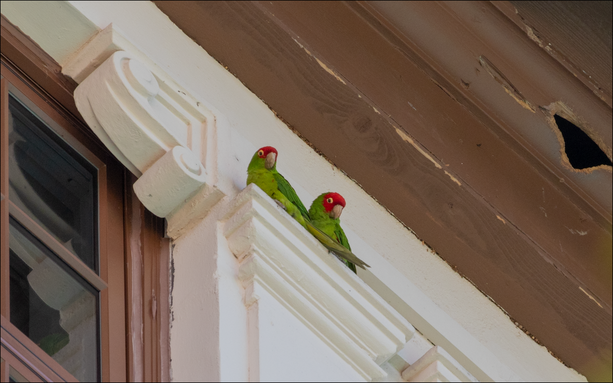 Guayaquil Papağanı - ML618573469