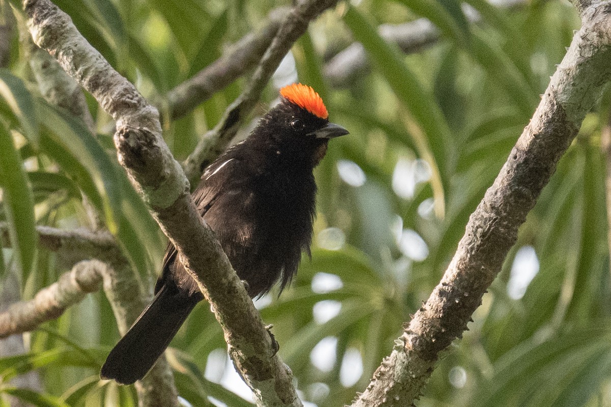 Flame-crested Tanager - ML618573490