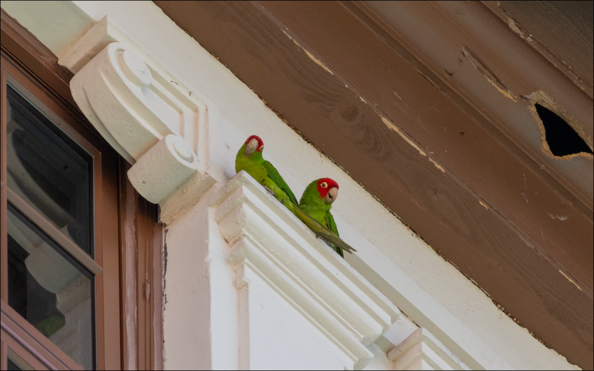 Guayaquil Papağanı - ML618573498