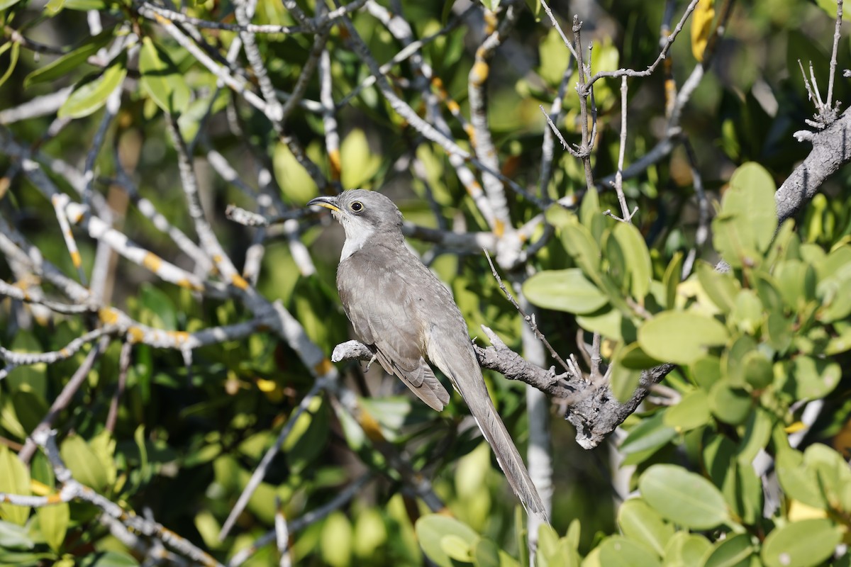 Mangrove Cuckoo - ML618573507