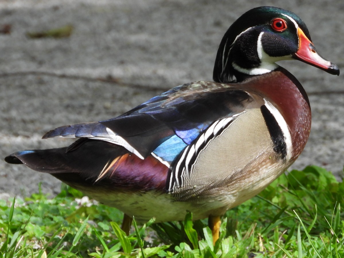 Wood Duck - Mike Thelen