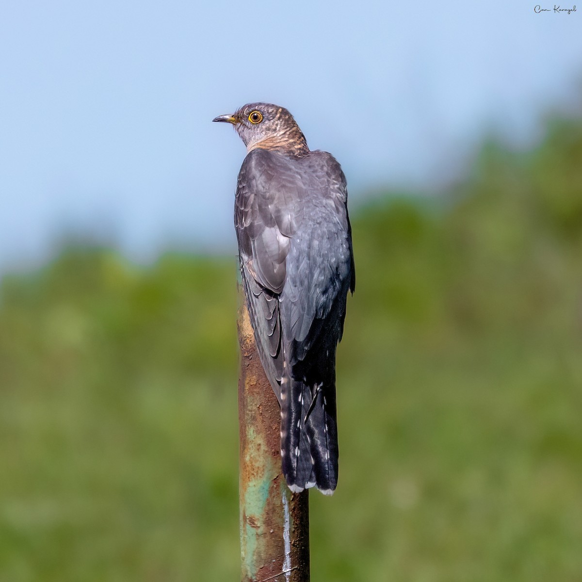 Common Cuckoo - Can Karayel