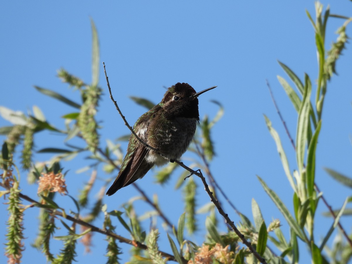 Anna's Hummingbird - ML618573626