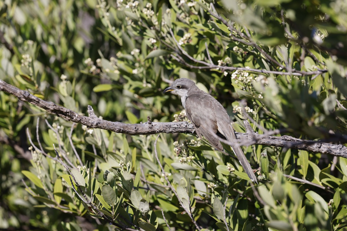 Mangrove Cuckoo - ML618573655