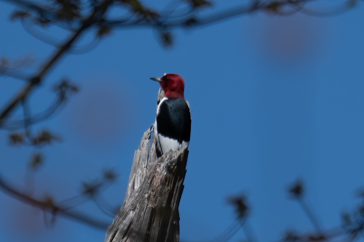 Red-headed Woodpecker - ML618573659