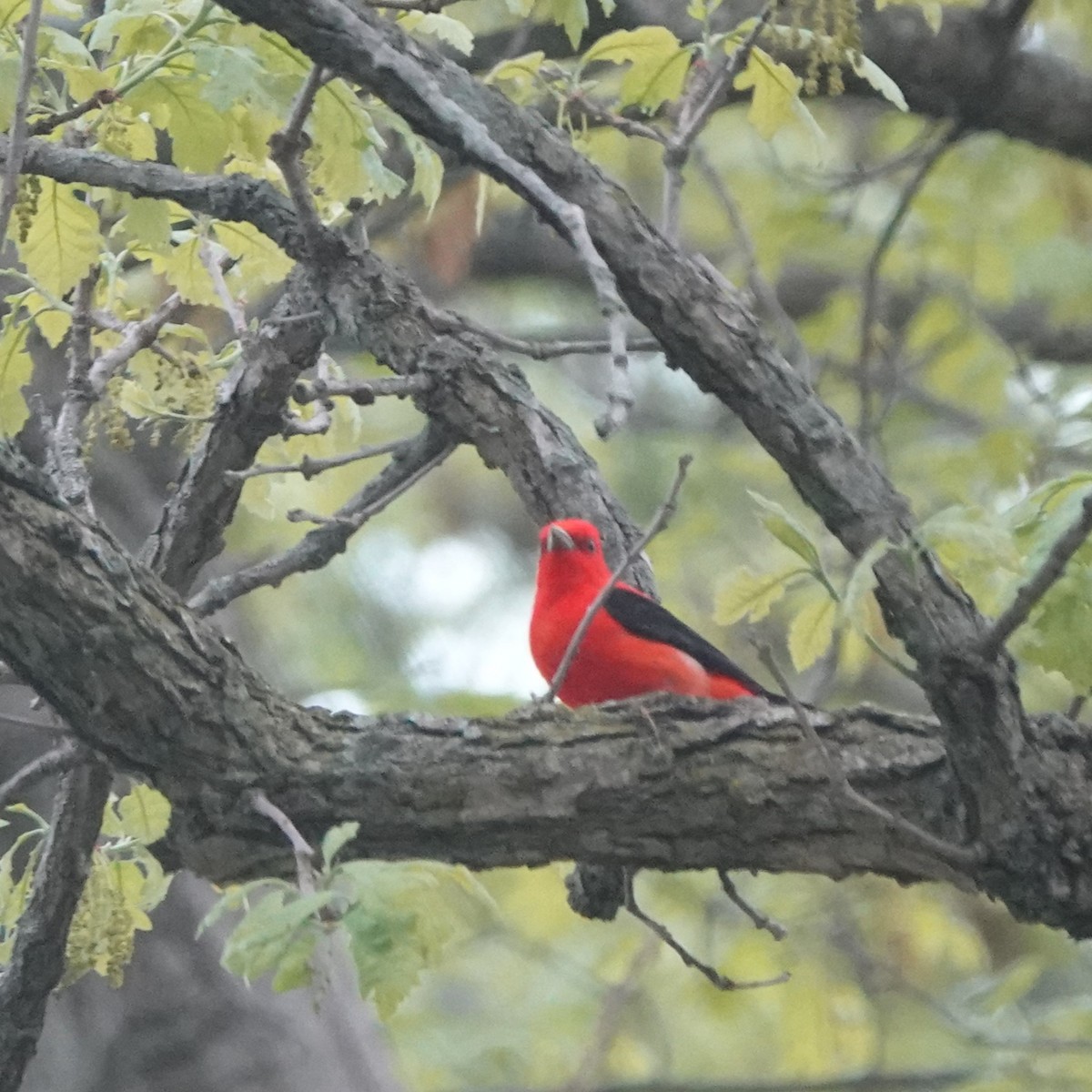 Scarlet Tanager - ML618573664