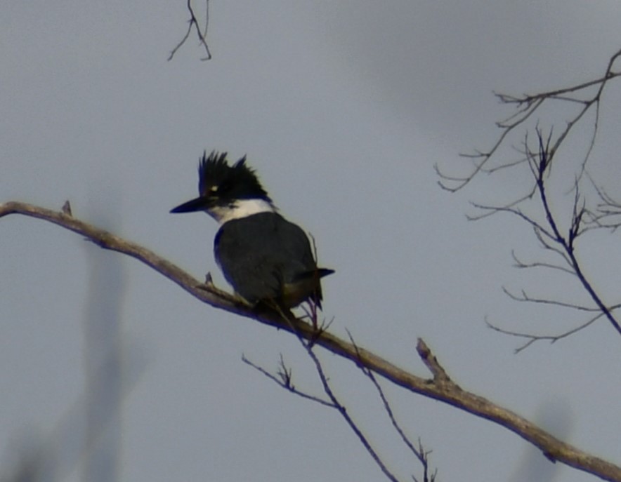 Belted Kingfisher - ML618573696