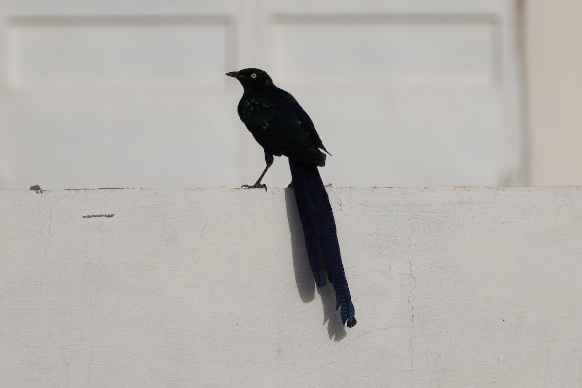 Long-tailed Glossy Starling - ML618573698
