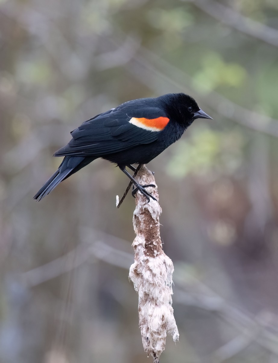 Red-winged Blackbird - ML618573739