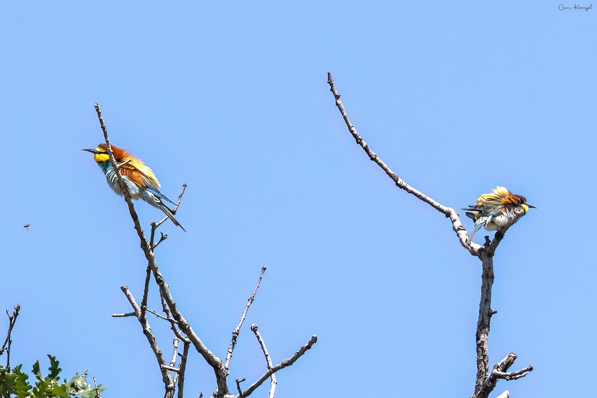 European Bee-eater - ML618573758