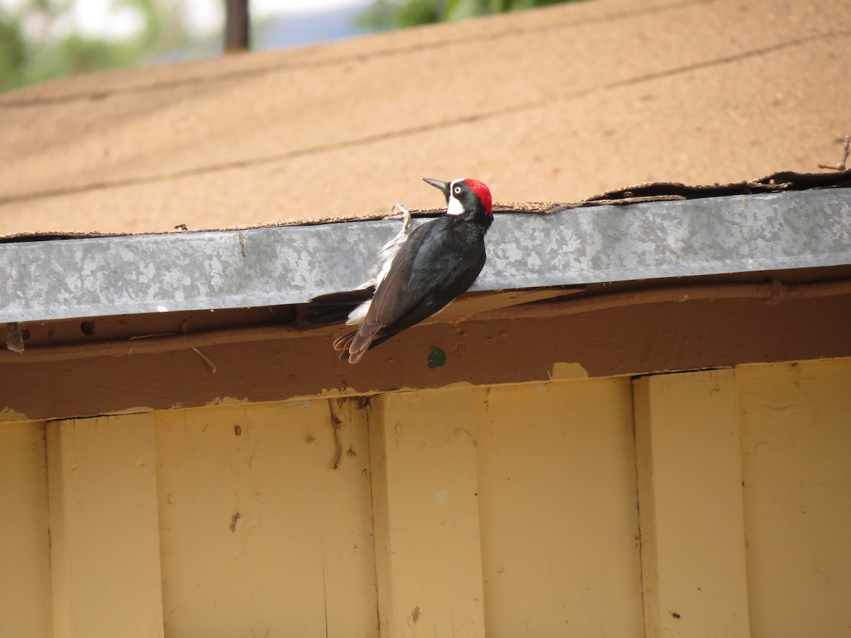 Acorn Woodpecker - ML618573761