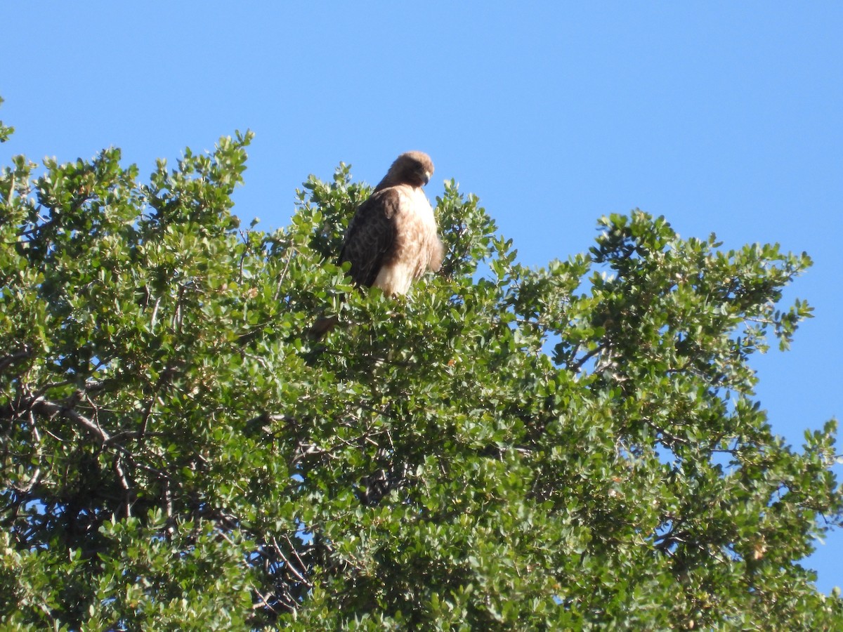 Red-tailed Hawk - ML618573789