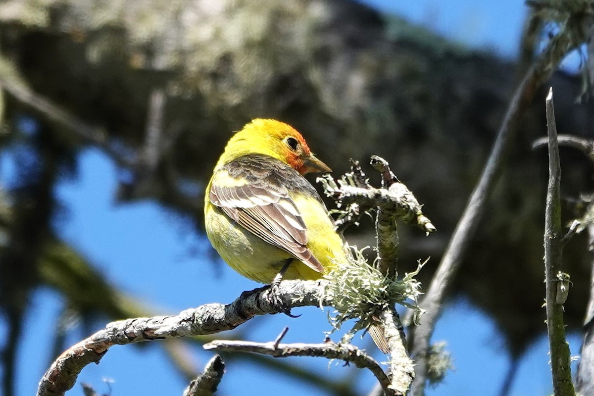 Western Tanager - ML618573818