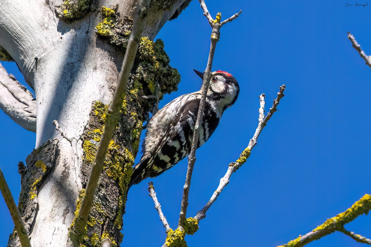 Lesser Spotted Woodpecker - Can Karayel