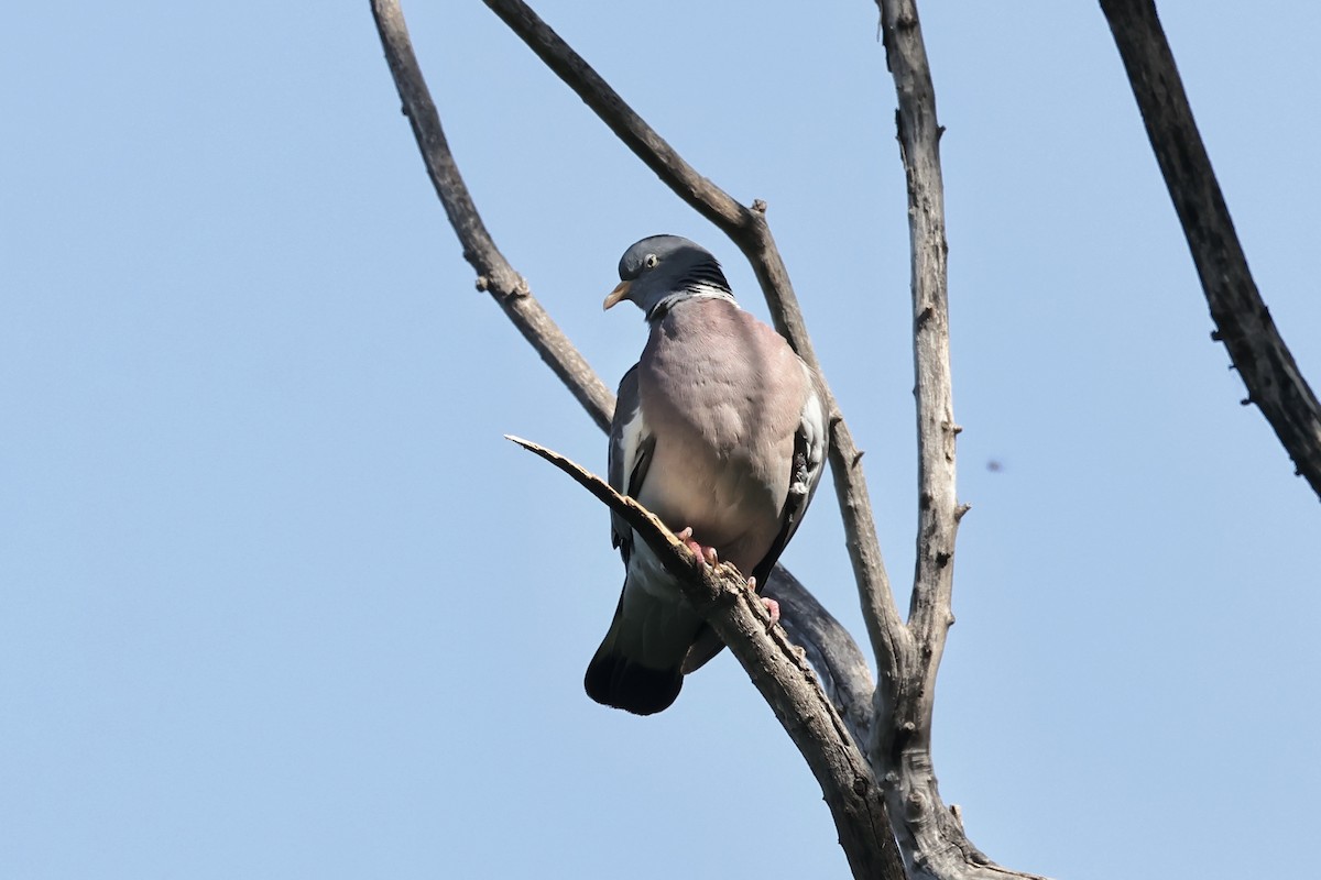 Common Wood-Pigeon - ML618573875