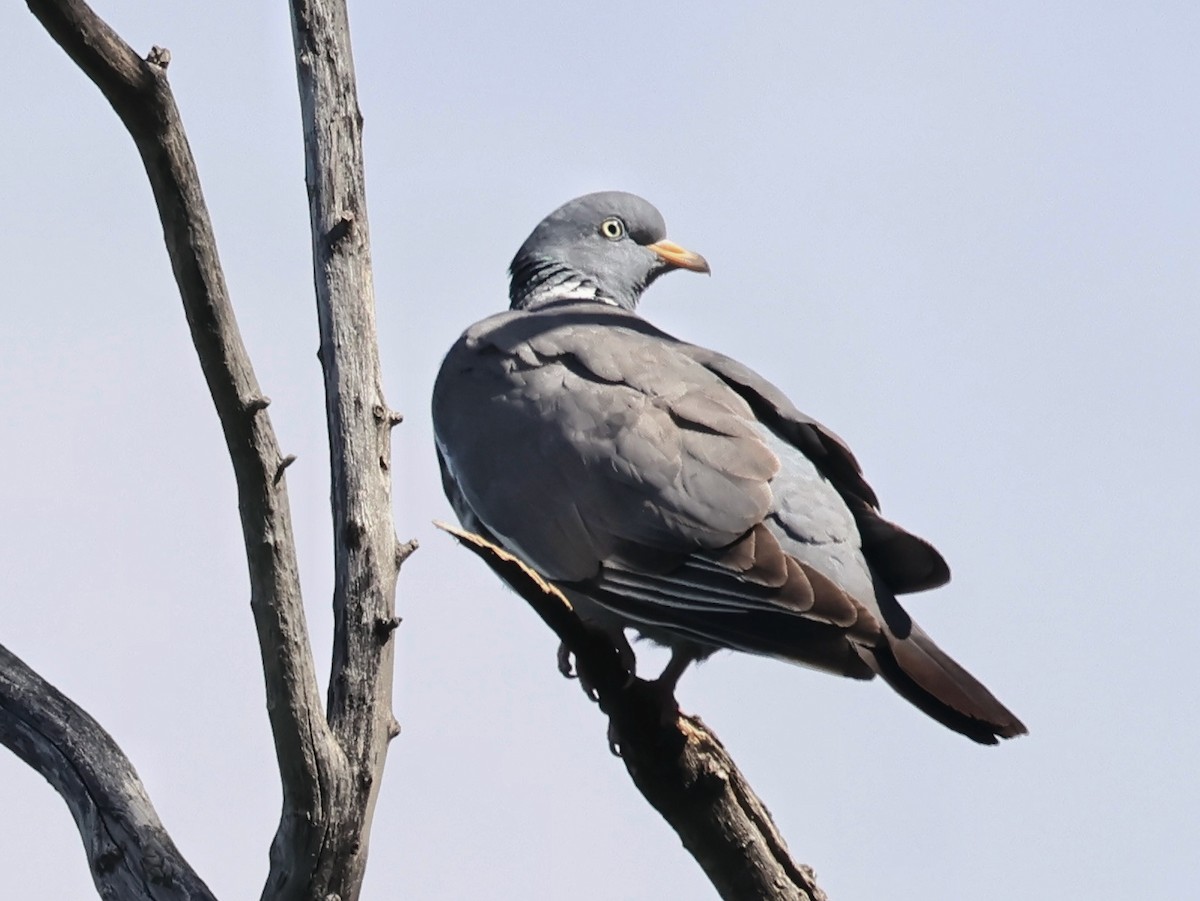 Common Wood-Pigeon - ML618573876