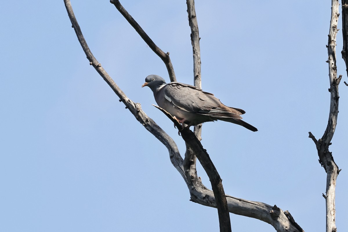 Common Wood-Pigeon - ML618573877