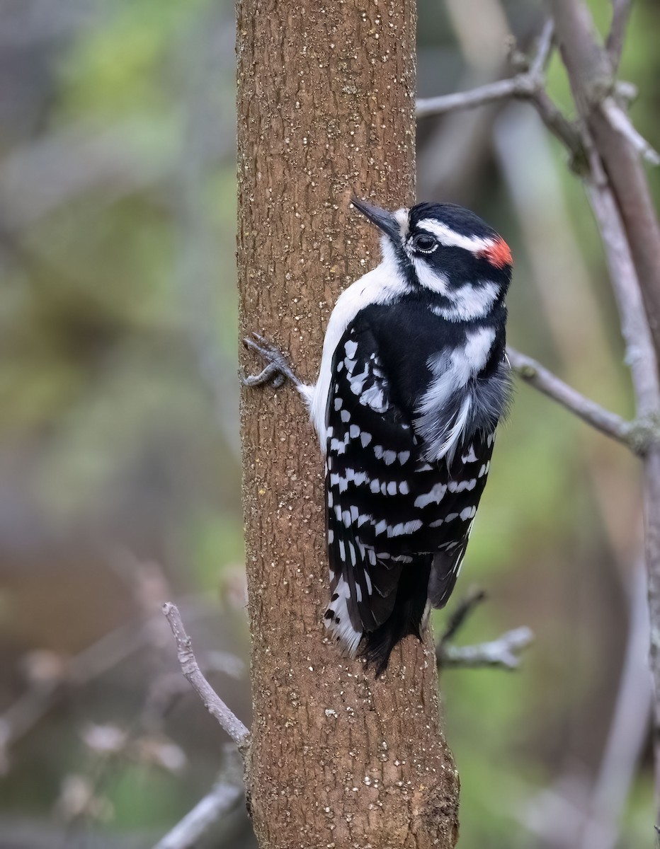 Downy Woodpecker - ML618573882