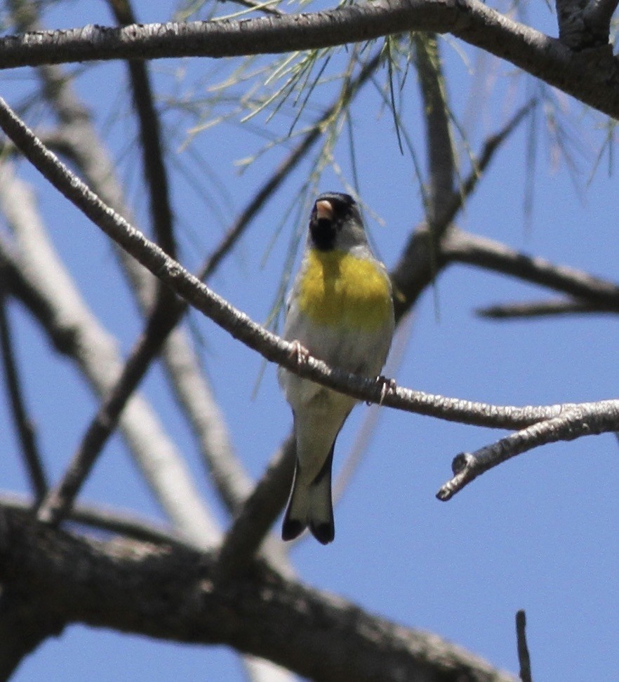 Lawrence's Goldfinch - ML618573894