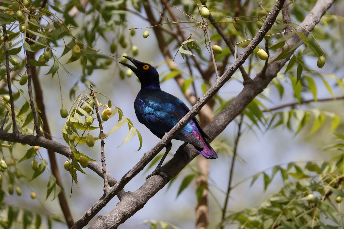 Bronze-tailed Starling - ML618573957