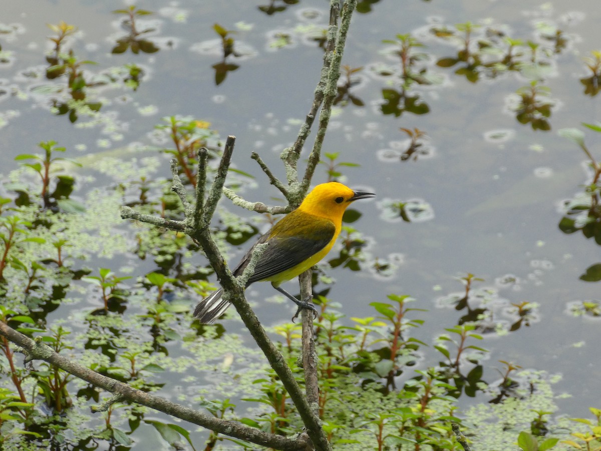 Prothonotary Warbler - ML618573975