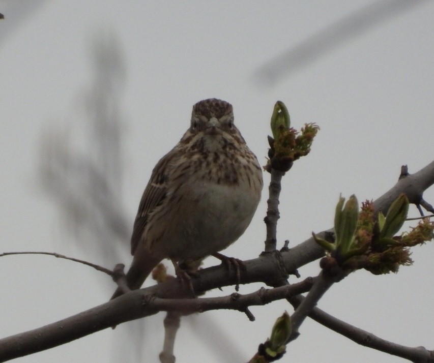 Vesper Sparrow - ML618573978
