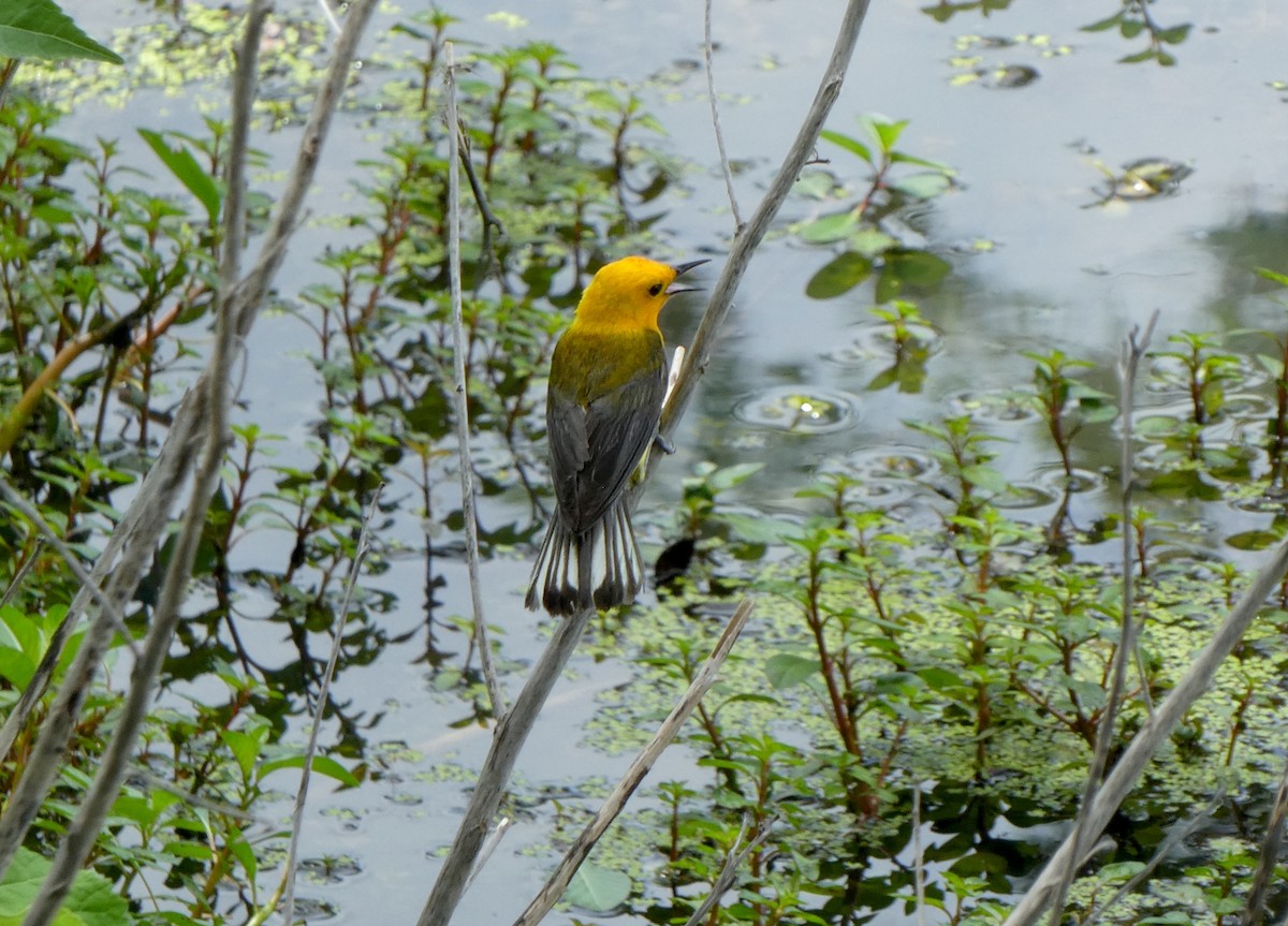 Prothonotary Warbler - ML618574091