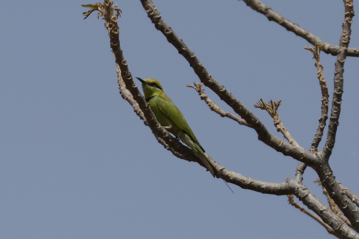 African Green Bee-eater - ML618574109